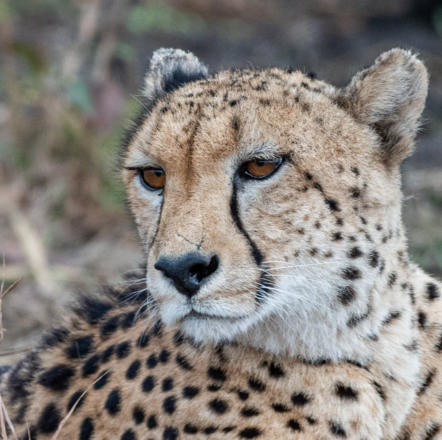Gepard