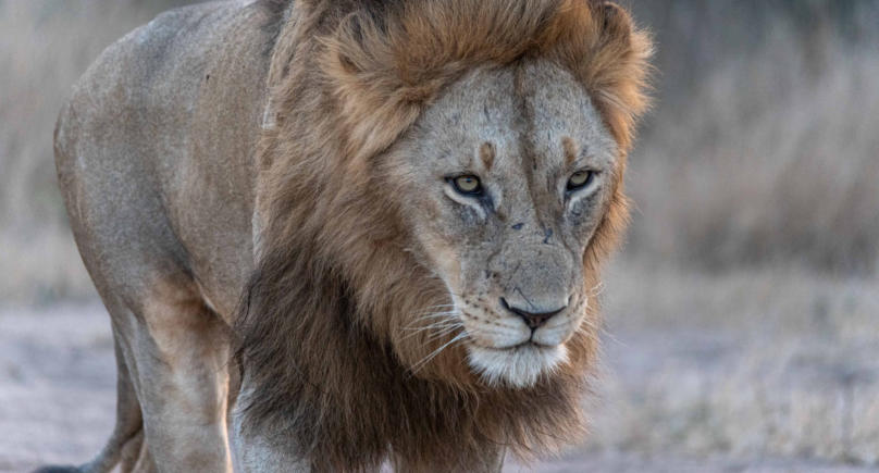 Löwen in freier Wildbahn zu sehen ist immer aufregend