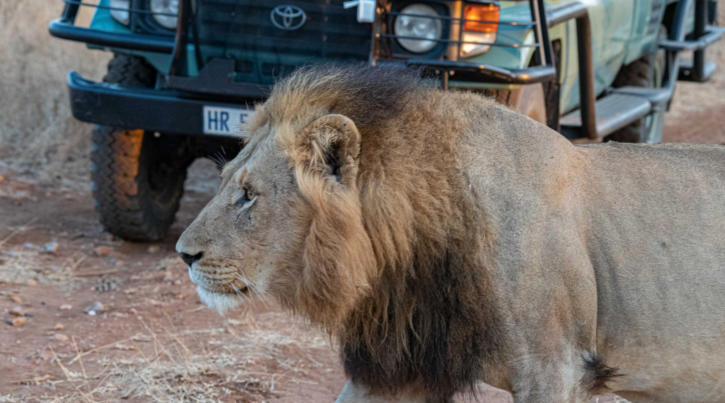 Idube Game Reserve: Löwen passieren ein Auto während einer Safari