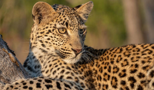 Leopardenjunges flüchtet vor Hyäne auf einen liegenden Baumstamm