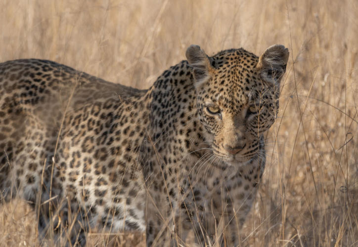 Leopard