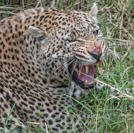 Leopard pfaucht in Richtung Affen, die auf den darüberliegenden Bäumen sitzen und Alarmschreie von sich geben