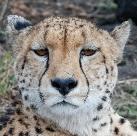 entspannter Gepard