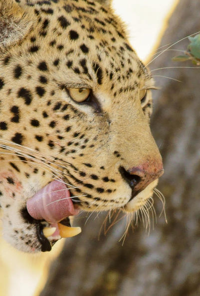 Leopard in Okonjima