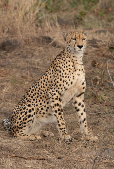 Gepard