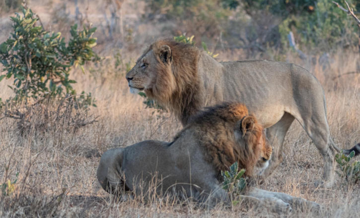 Löwenbrüder zwischen Lukimbi Game Reserve und Crocodile River