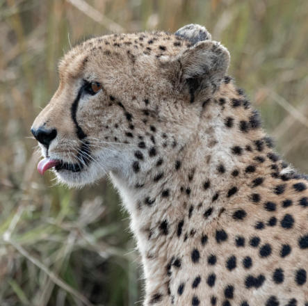 Gepard