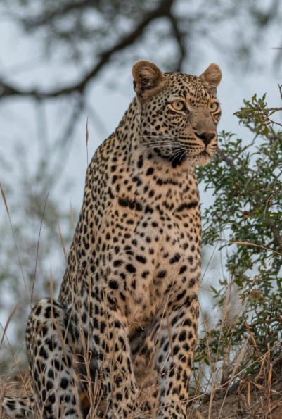 Leopard fixiert Umgebung