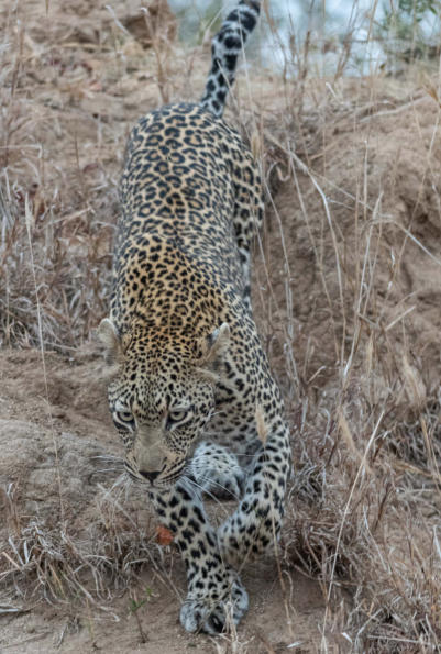 Leopard verlässt seinen Aussichtspunkt