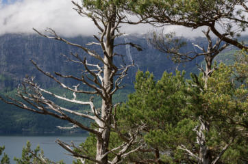 Steindalsfossen & Hardangerfjord