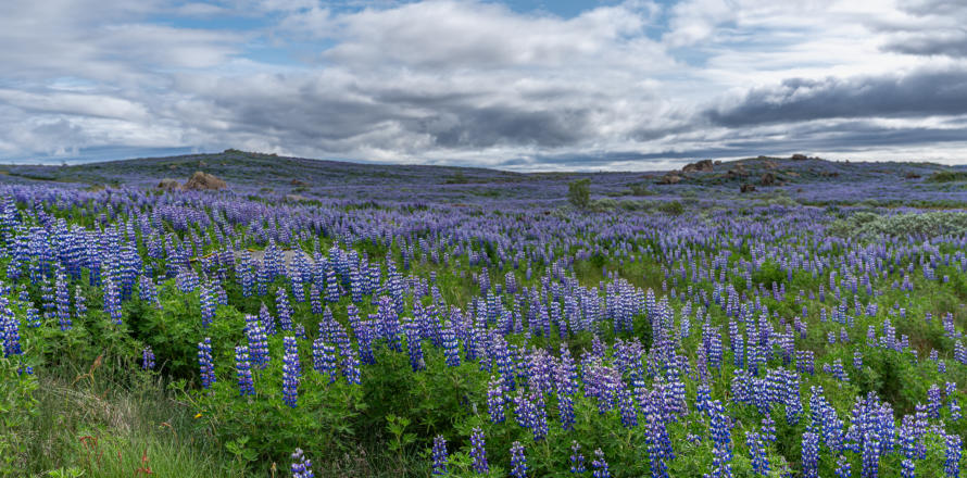 Lupinenfelder