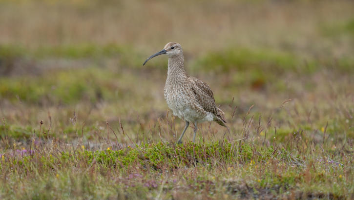 Regenbrachvogel