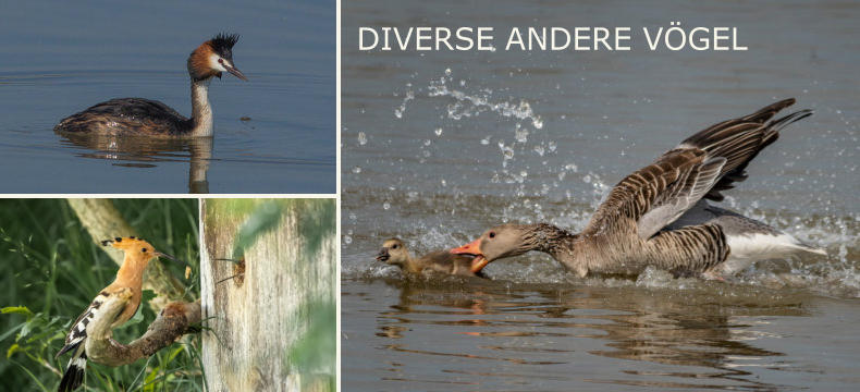 DIVERSE ANDERE VÖGEL