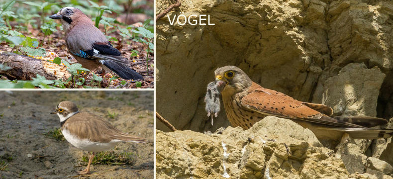 VÖGEL