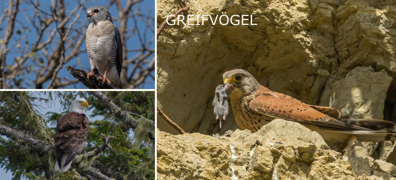 GREIFVÖGEL