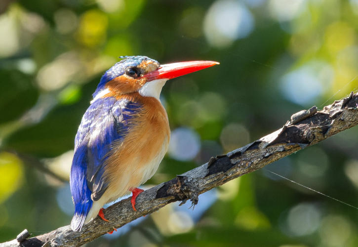 Haubenzwergfischer (Malachit Kingfisher)
