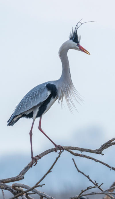 Graureiher im Prachtkleid
