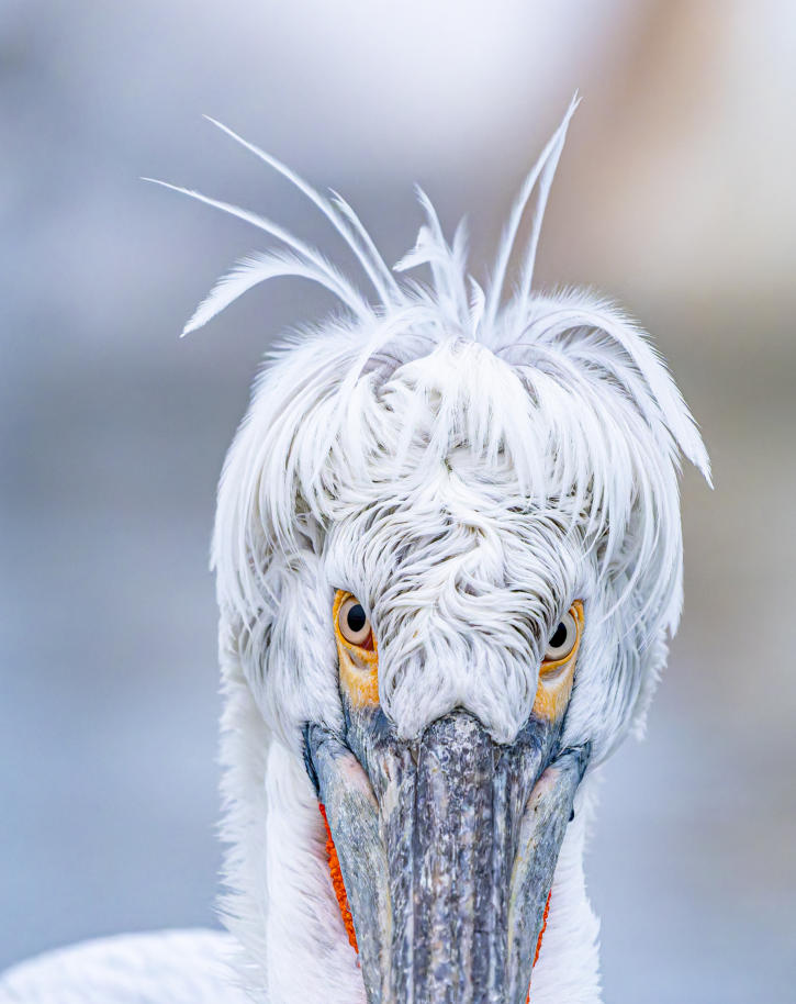 Nahaufnahme Krauskopfpelikan