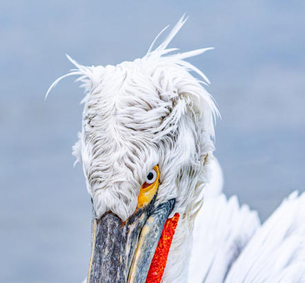 Nahaufnahme Krauskopfpelikan