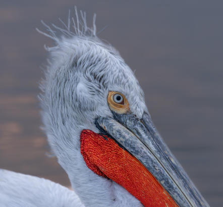 Krauskopfpelikan mit rotem Kehlsack