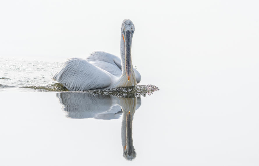 Krauskopfpelikan mit Spiegelung