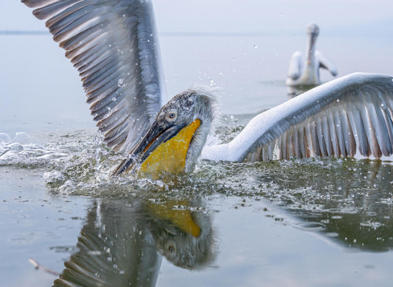 Krauskopfpelikan schnappt nach Fisch