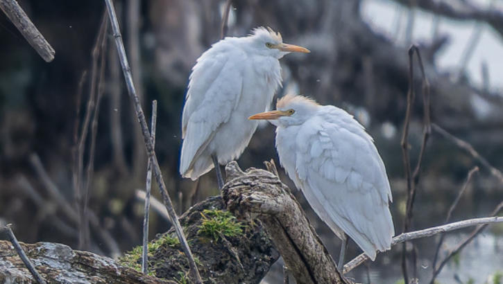 entzückende Kuhreiher