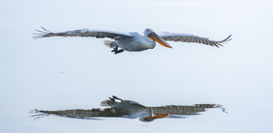 Krauskopfpelikan im Tiefflug
