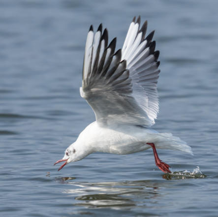 Schwarzkopfmöwe bei der Jagd