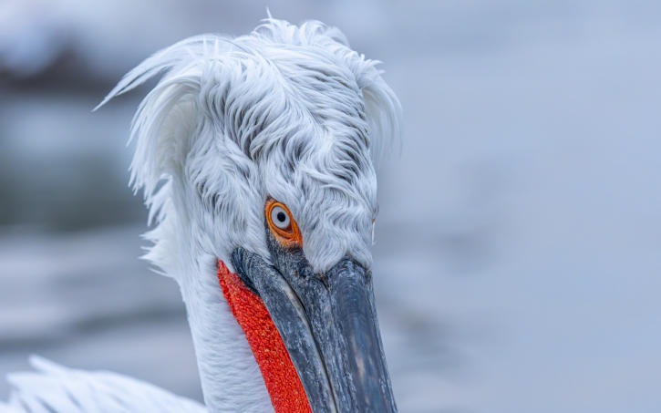 Nahaufnahme Krauskopfpelikan