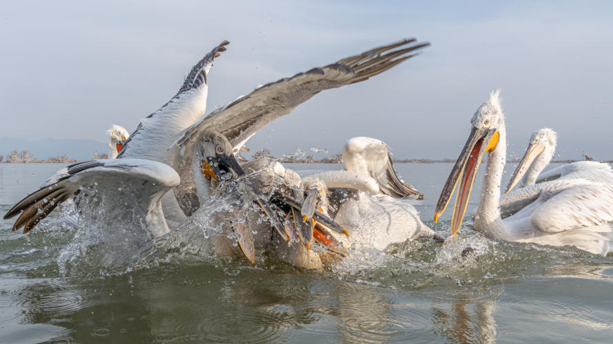 kämpfende Krauskopfpelikane