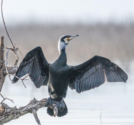 Kormoran trocknet seine Flügel