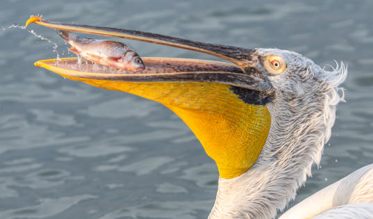 Krauskopfpelikan mit Fisch im Schnabel
