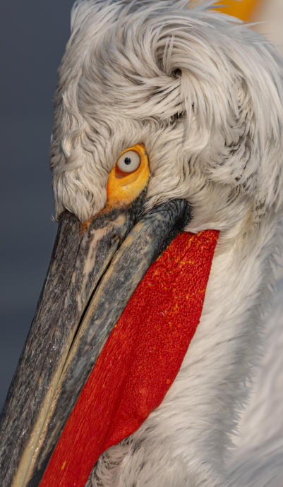 Nahaufnahme Krauskopfpelikan mit rotem Kehlsack