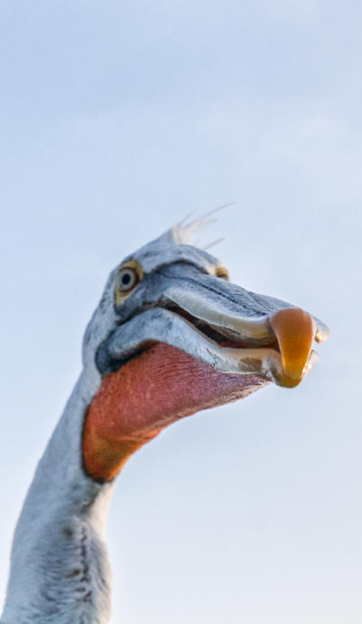 Krauskopfpelikan von unten