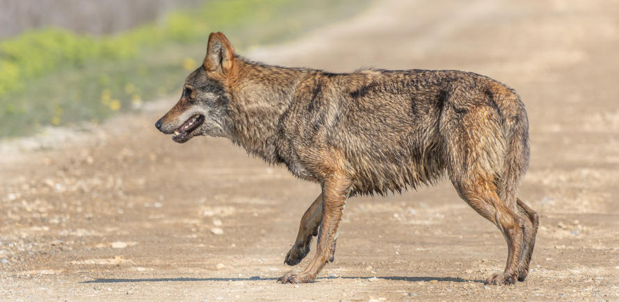 Wolf in freier Wildbahn am Rande des Axios Deltas