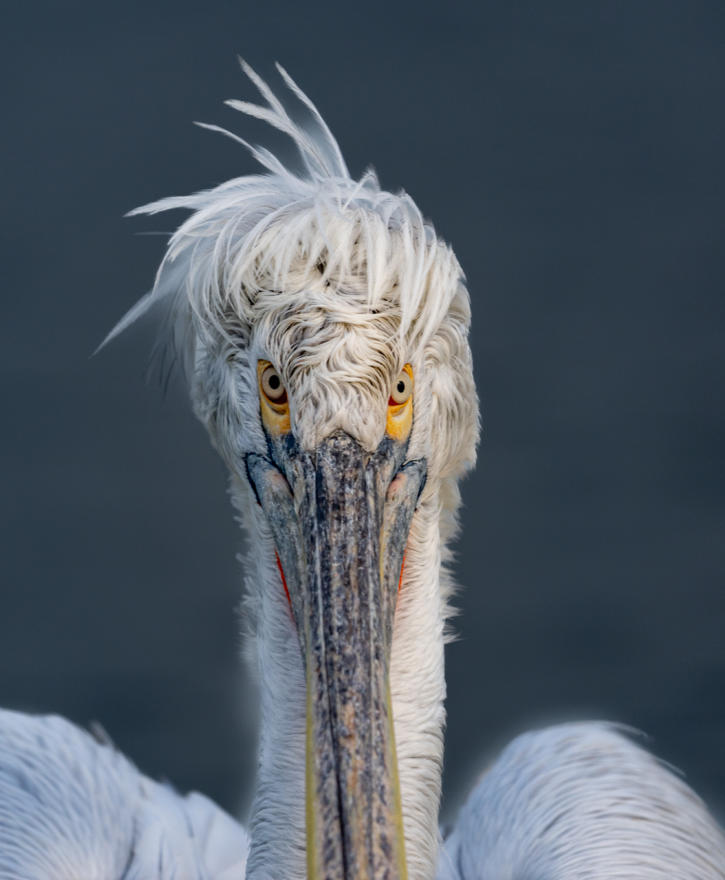 Frontalansicht eines Krauskopfpelikan