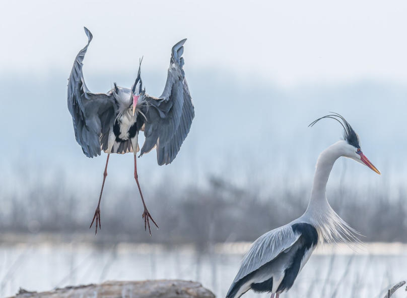 Graureiher im Anflug
