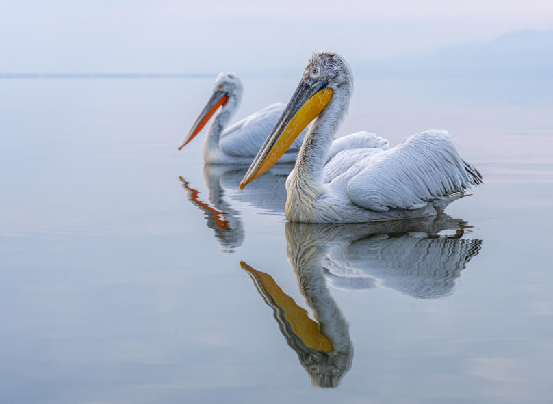 Morgenstimmung mit Pelikanen