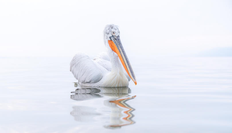 High Key Aufnahme eines Krauskopfpelikans