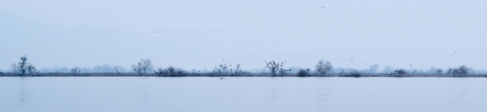 Silhouette der Nistplätze im Kerkini See, darüber Kormorane im Formationsflug