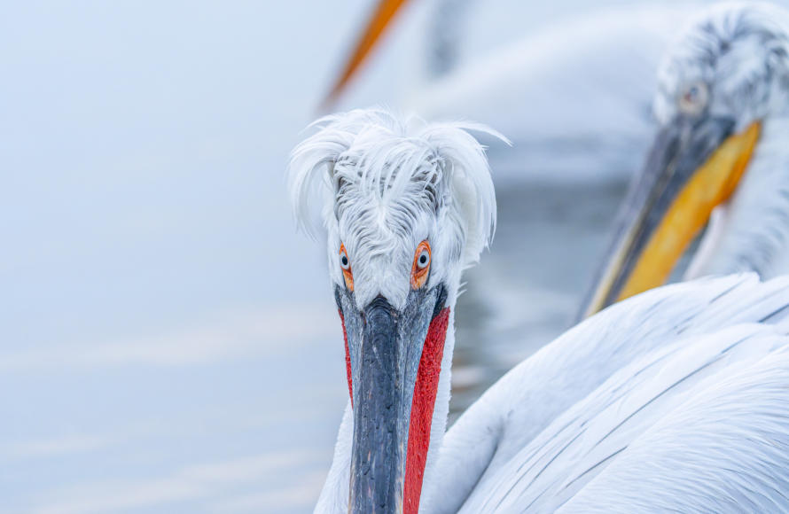 Krauskopfpelikane mit verschiedenfarbigen Kehlsäcken