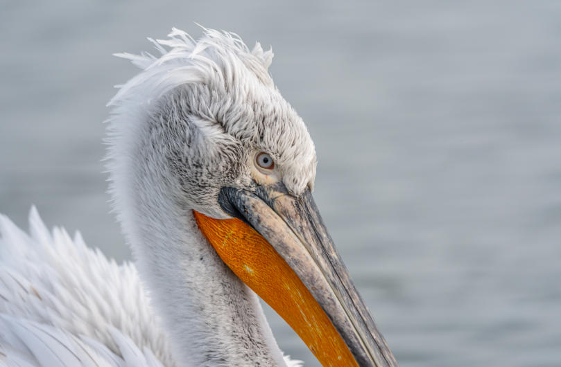 seitliche Aufnahme eines Krauskopfpelikans 