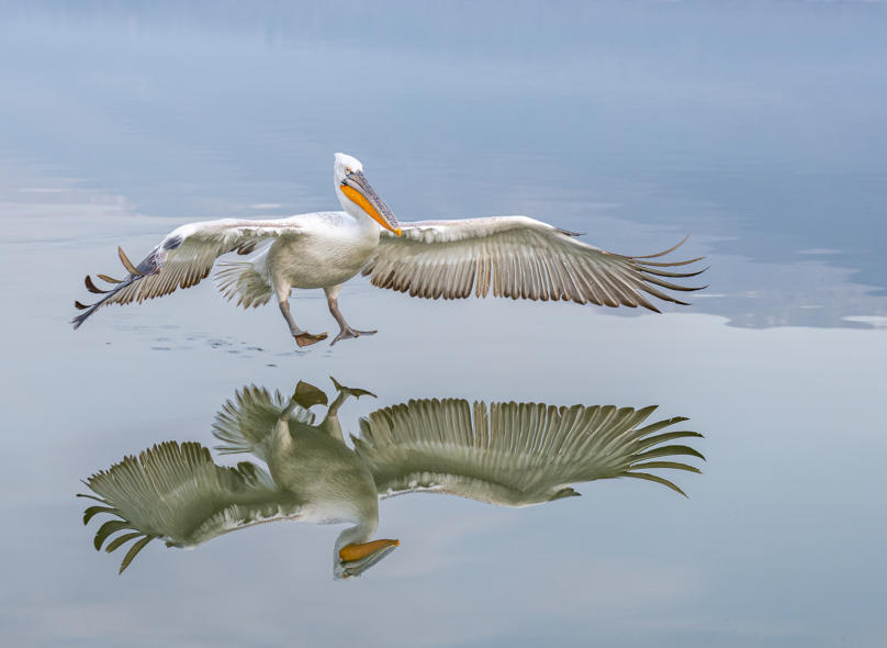 Krauskopfpelikan bei der Landung