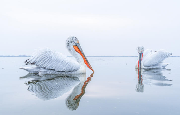 Krauskopfpelikane mit orangenem Kehlsack