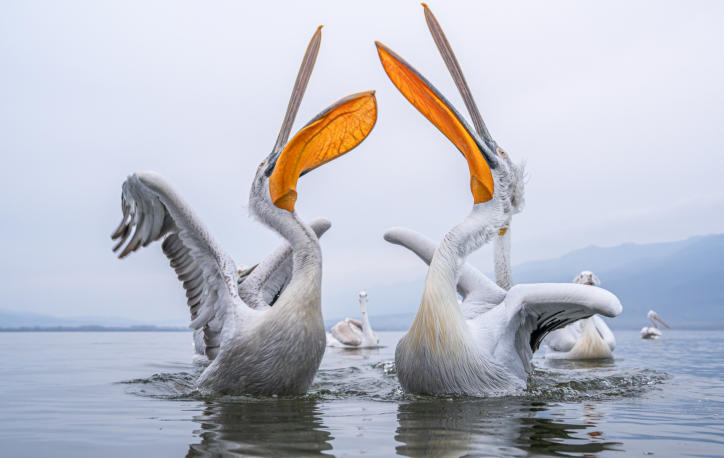 Krauskopfpelikane mit offenem Schnabel
