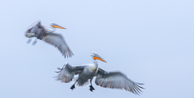 zwei Krauskopfpelikane im Anflug