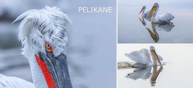 PELIKANE
