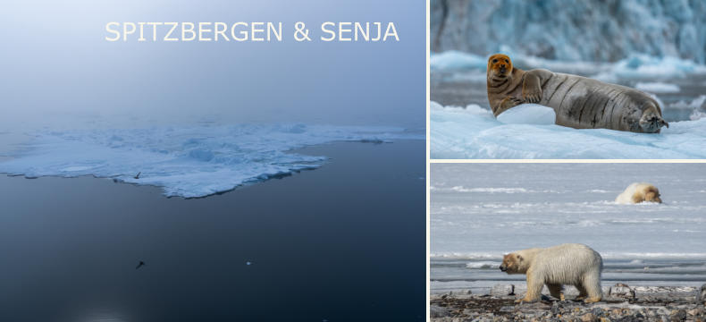 SPITZBERGEN & SENJA