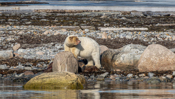 aufmerksamer Eisbär